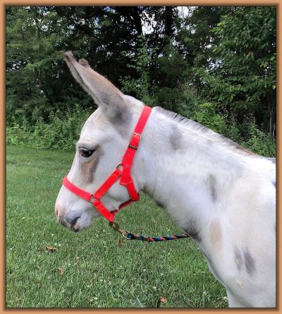 Miniature donkey, Critter Haven Special Delivery